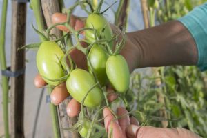 Imagem referente a notícia: Produtor orgânico certificado pelo Tecpar tem juros reduzidos no Plano Safra