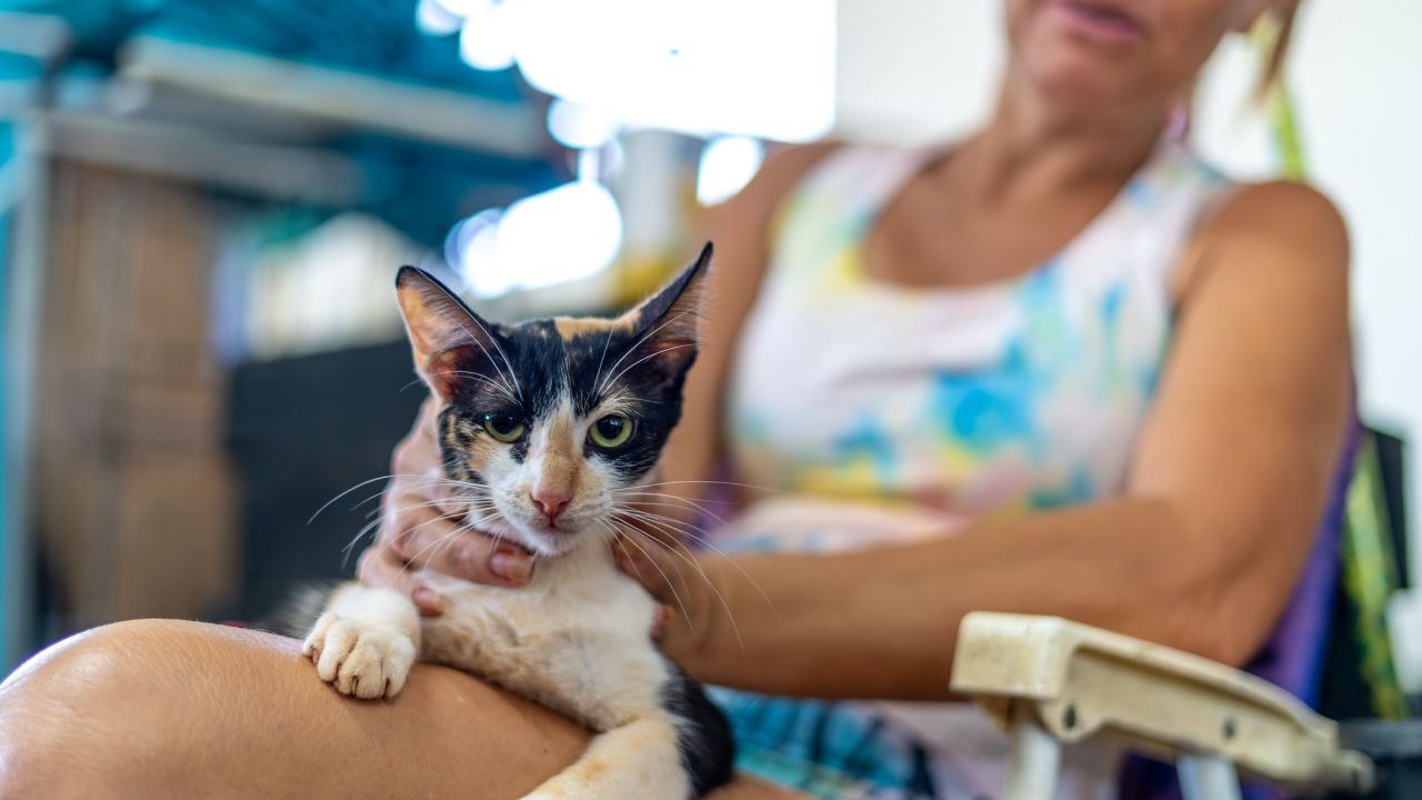 Castra Sul conclui edição no Porto Meira com 236 castrações e chipagens de cães e gatos